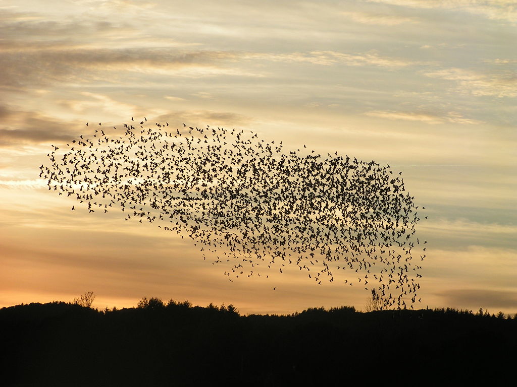 Swarm of Starlings